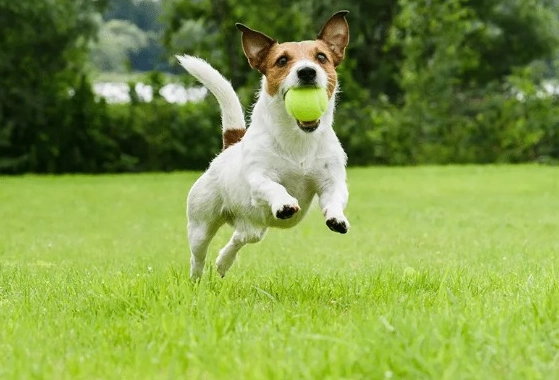 狗吐黃水 狗吐黃水