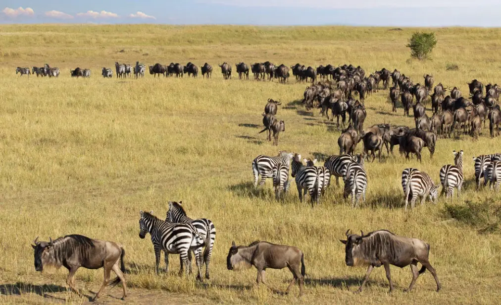 坦尚尼亞塞倫蓋提