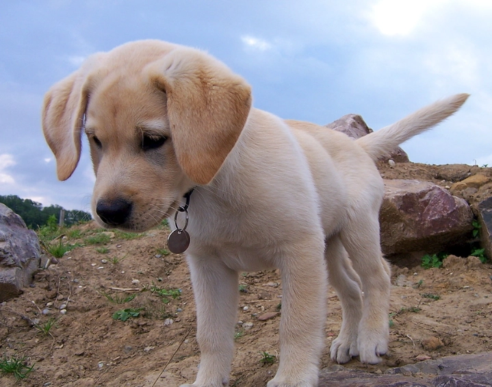 拉布拉多幼犬領養 拉布拉多幼犬領養