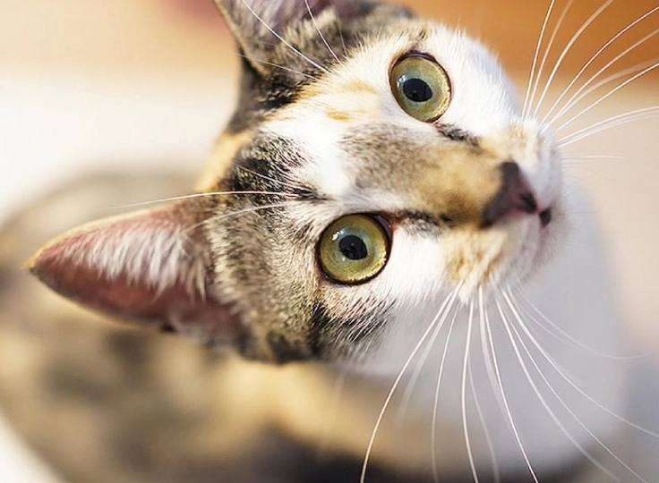 貓咪眼睛受傷症狀