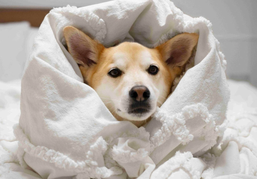 狗吐黃水 狗吐黃水