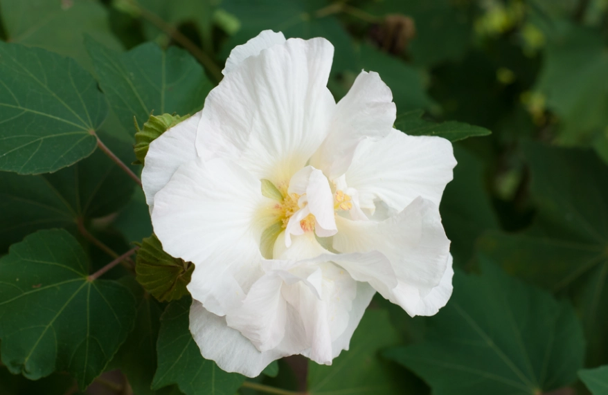 芙蓉葉功效 芙蓉葉功效