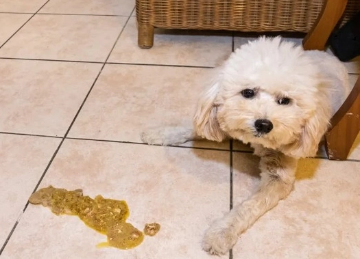狗狗一直吐怎麼辦？獸醫教你判斷原因與緊急處理步驟
