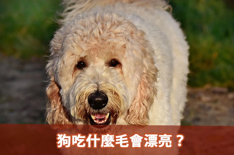 狗吃什麼毛會漂亮？完整飲食指南讓愛犬毛髮閃亮動人