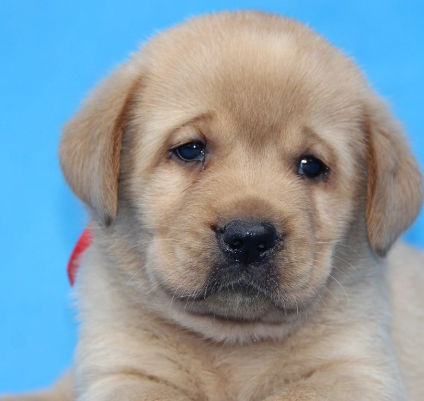 拉布拉多幼犬認養指南：完整攻略與常見問題解答