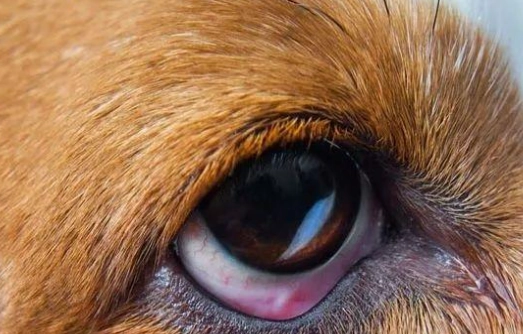 狗眼睛紅腫 狗眼睛紅腫