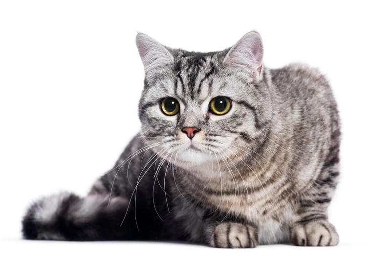 虎斑貓飼養 虎斑貓飼養