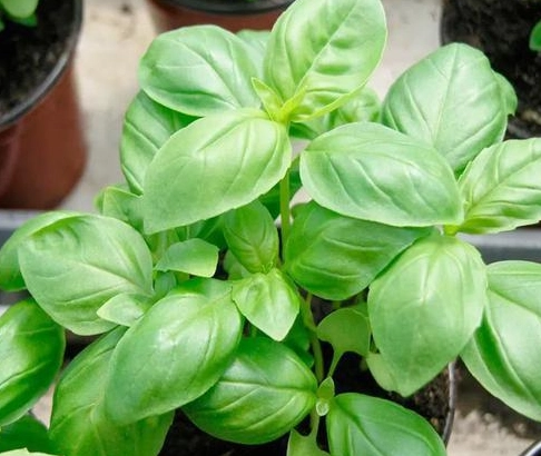 九層塔剪枝全攻略：告別稀疏，打造爆盆香草園的關鍵技巧