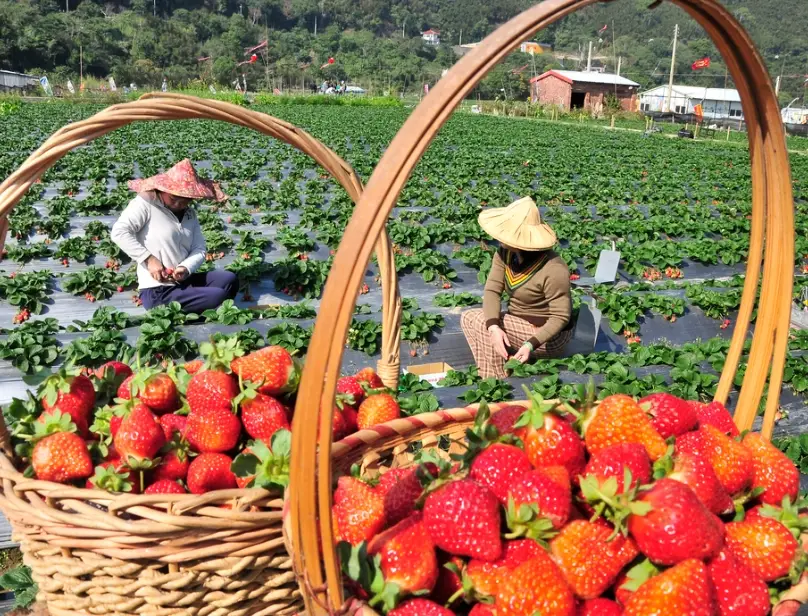 採草莓