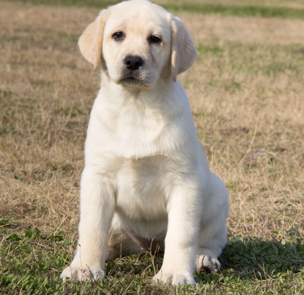 認養拉布拉多 認養拉布拉多
