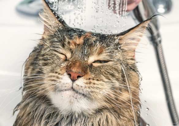 貓咪洗澡頻率