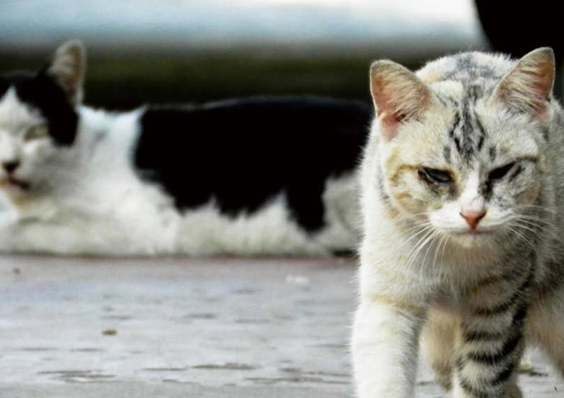 貓咪流口水不吃飯怎麼辦？獸醫級處理指南與預防策略