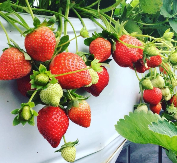 採草莓
