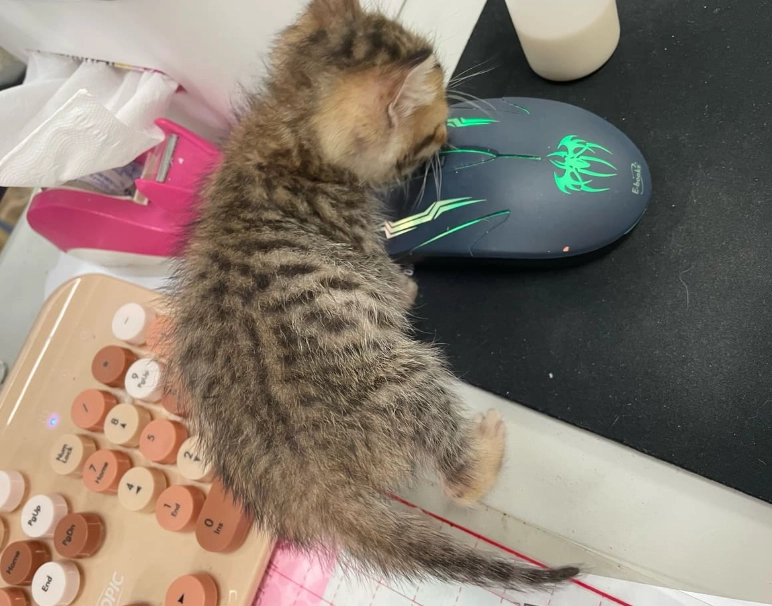 一個月小貓吃什麼