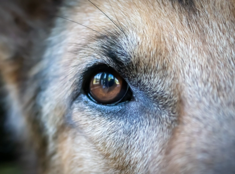 狗狗眼睛怪怪的？獸醫教你從症狀判斷緊急程度與處理步驟