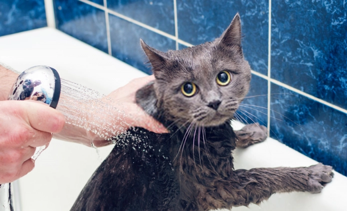 貓咪洗澡頻率