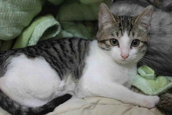 虎斑貓飼養 虎斑貓飼養