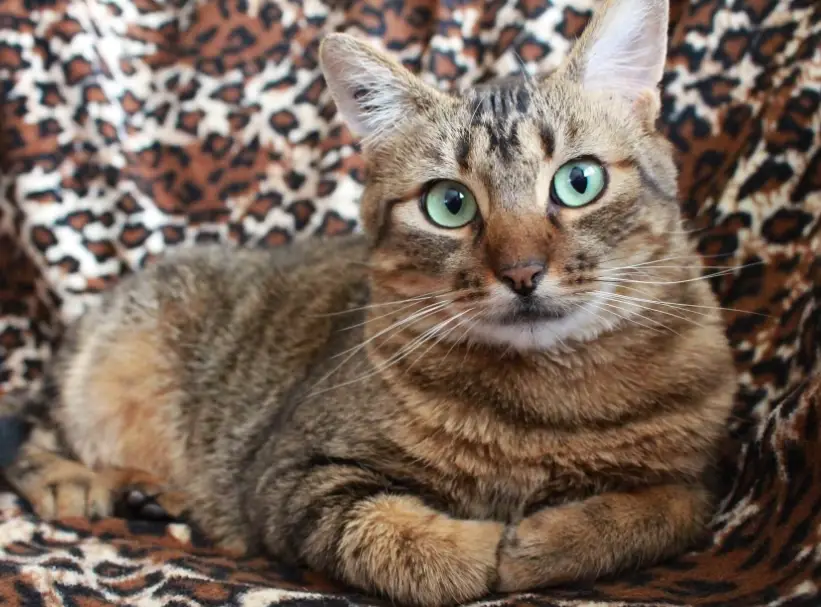 斑點虎斑貓品種特徵與飼養全攻略 | 台灣貓奴必讀指南