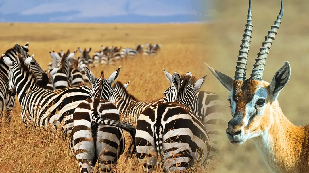 探索動物大遷徙國家：東非肯亞坦尚尼亞全攻略與行程規劃