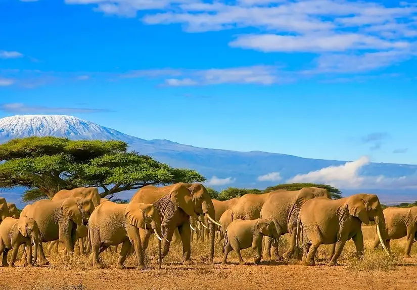 動物大遷徙季節