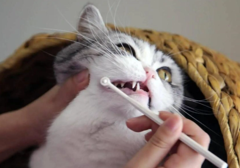 貓咪潔牙