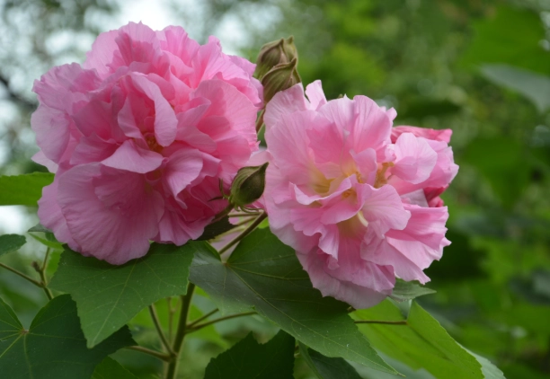 木芙蓉修剪技巧