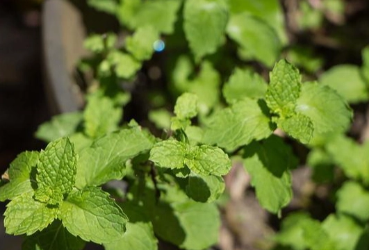 貓薄荷幾歲可以吃？獸醫與資深貓奴的正確使用指南