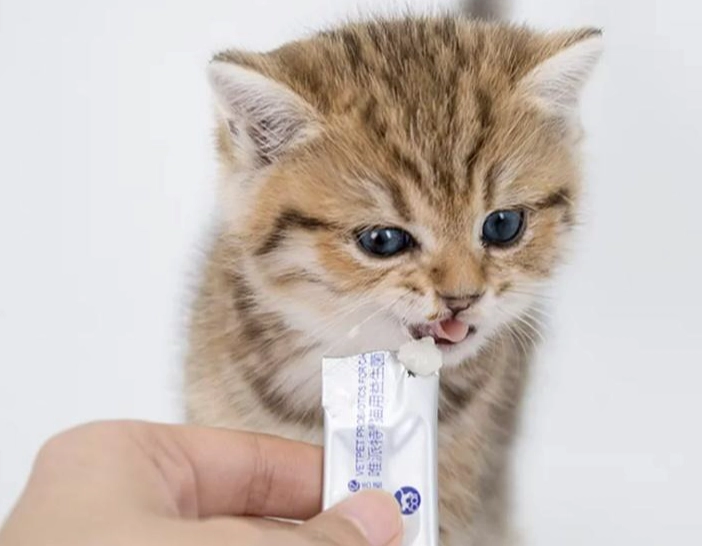 幼貓體重不足怎麼辦？專家教你正確增重與護理方法