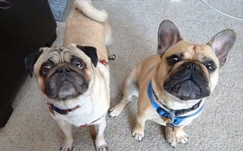 法鬥英鬥巴哥飼養全攻略：從挑選、照顧到常見問題一次解答