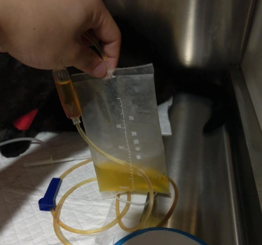 貓咪泌尿系統疾病 貓咪泌尿系統疾病