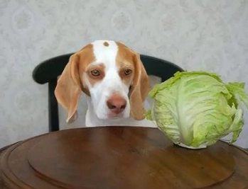 高麗菜 狗狗 好處 高麗菜 狗狗 好處