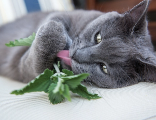 貓薄荷 使用年齡 貓薄荷 使用年齡