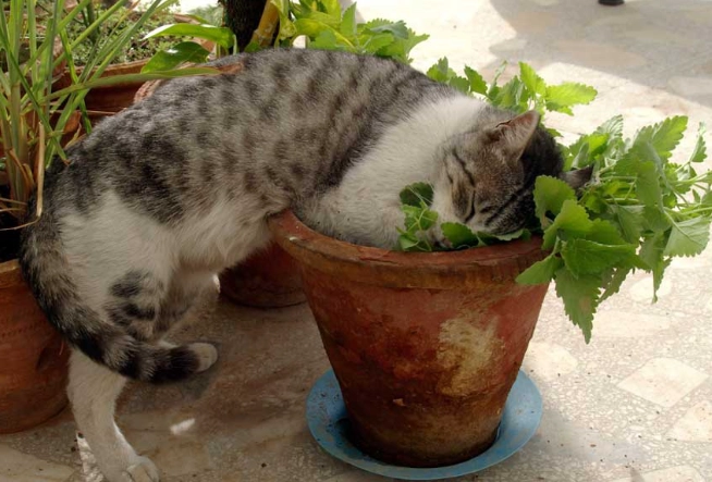 貓薄荷 安全劑量 貓薄荷 安全劑量