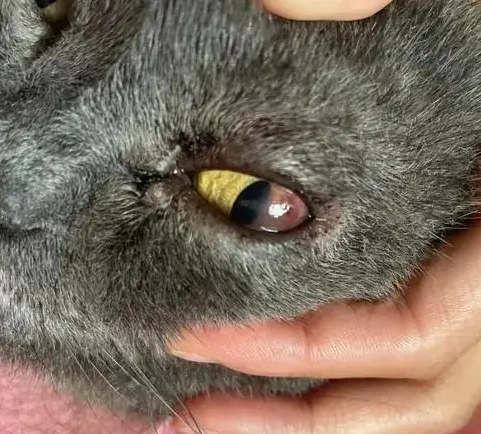 貓咪角膜炎治療