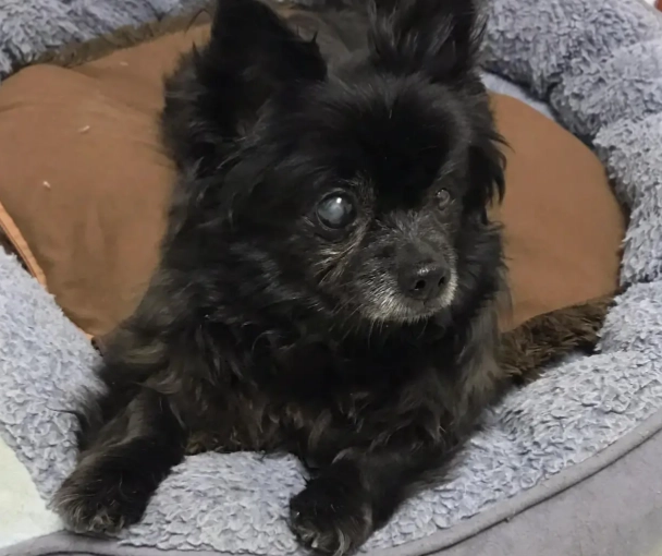 狗葡萄膜炎 狗葡萄膜炎