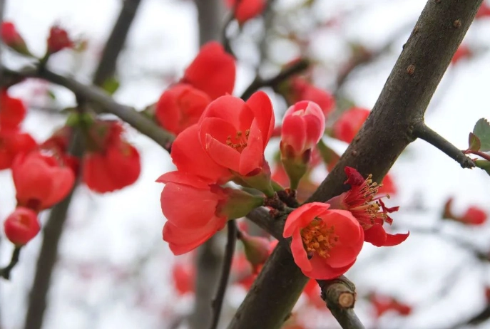 木瓜花的功效全解析：從種植到健康益處的完整指南