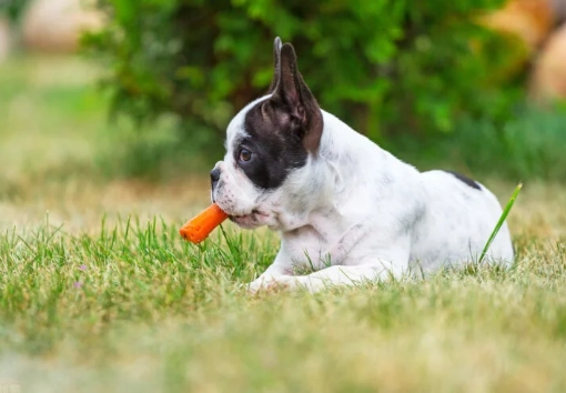 狗狗 高麗菜 狗狗 高麗菜