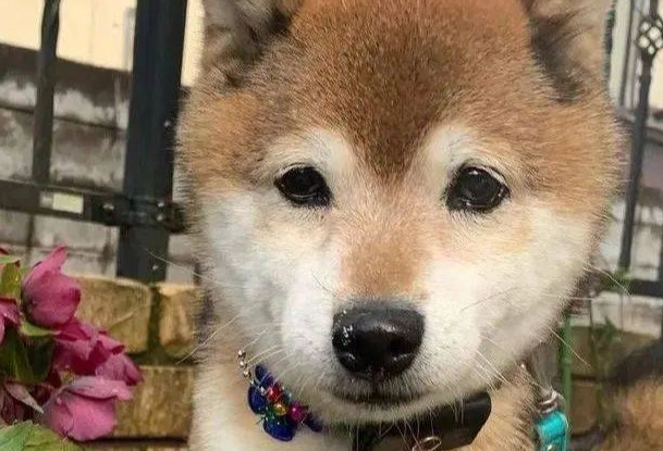 老年犬飲食 老年犬飲食