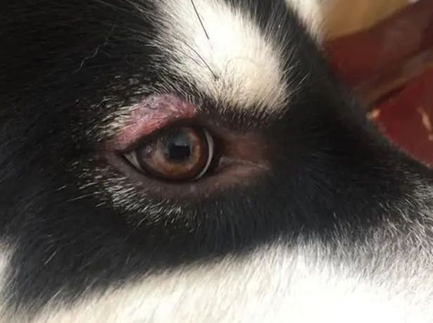 犬葡萄膜炎治療 犬葡萄膜炎治療