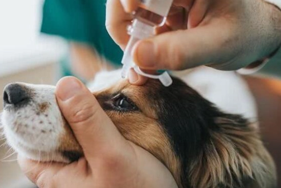 犬葡萄膜炎治療 犬葡萄膜炎治療