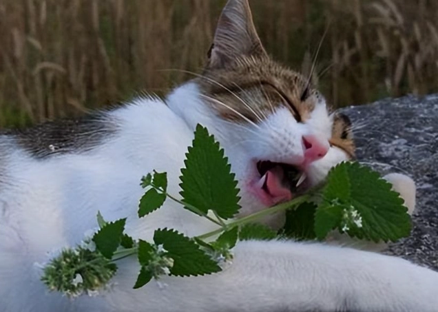 貓薄荷 幼貓 貓薄荷 幼貓