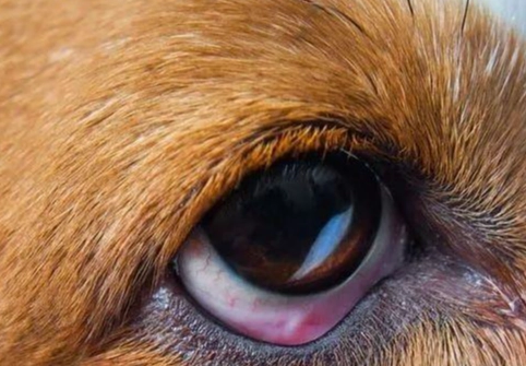 狗狗眼睛發炎 狗狗眼睛發炎