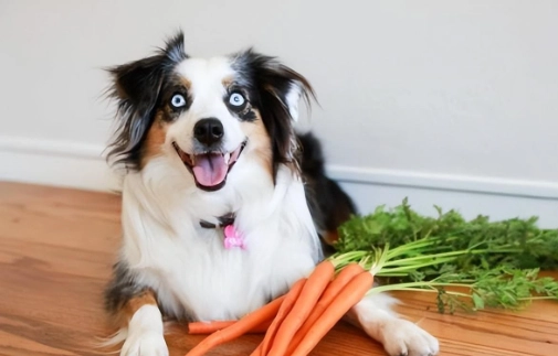 狗 吃 高麗菜 狗 吃 高麗菜