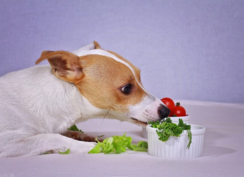 狗狗可以吃高麗菜嗎？獸醫教你安全餵食訣竅與營養好處