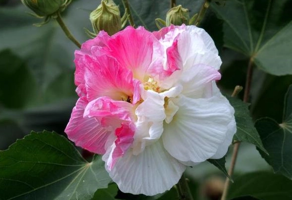 芙蓉花修剪時機