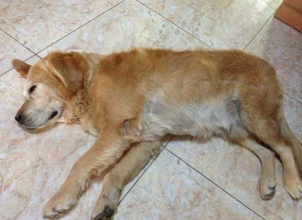 狗狗臨終前抽蓄：原因解析、應對步驟與陪伴指南