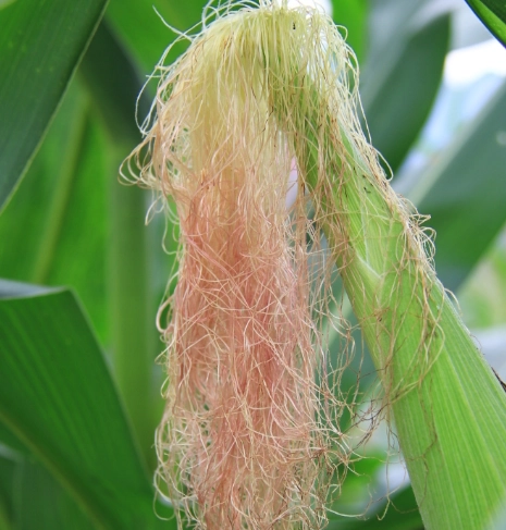 粟米鬚食療禁忌