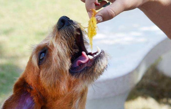 狗狗可以吃楊桃嗎？獸醫解析楊桃對犬隻的毒性與安全指南