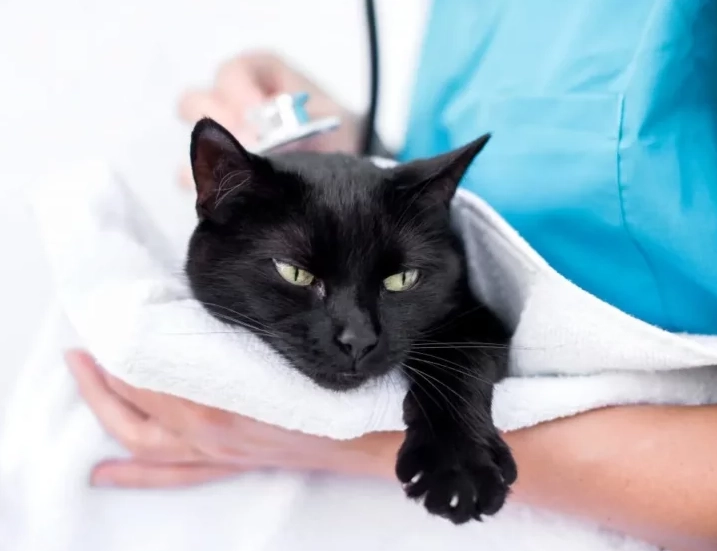 貓咪血尿 貓咪血尿