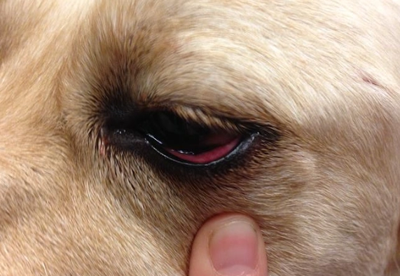 狗葡萄膜炎 狗葡萄膜炎
